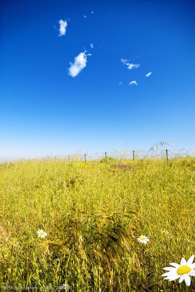 美丽的蓝天蓝天下的草原风景图片