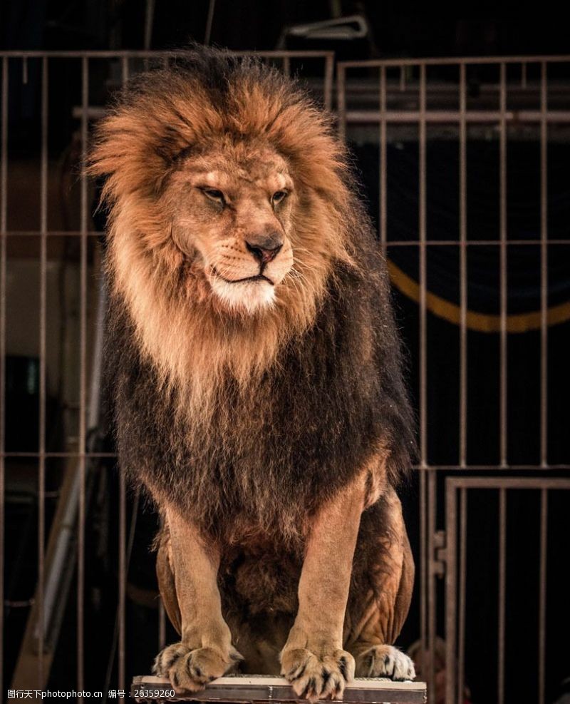 威猛笼子里的狮子图片