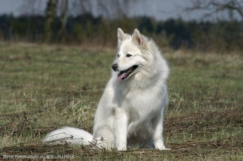 小狗名片草地上白色宠物狗图片