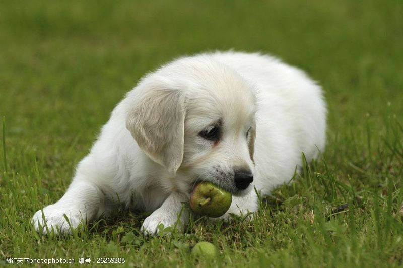小狗名片草地上吃水果的狗图片