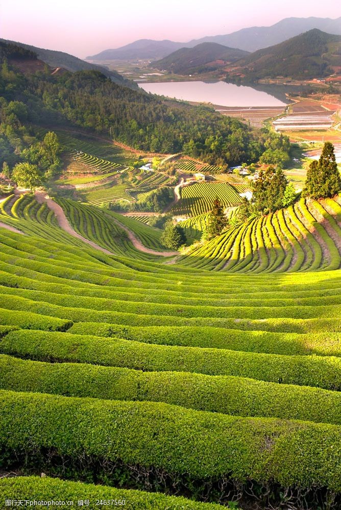 春茶图片山坡山的茶田素材图片