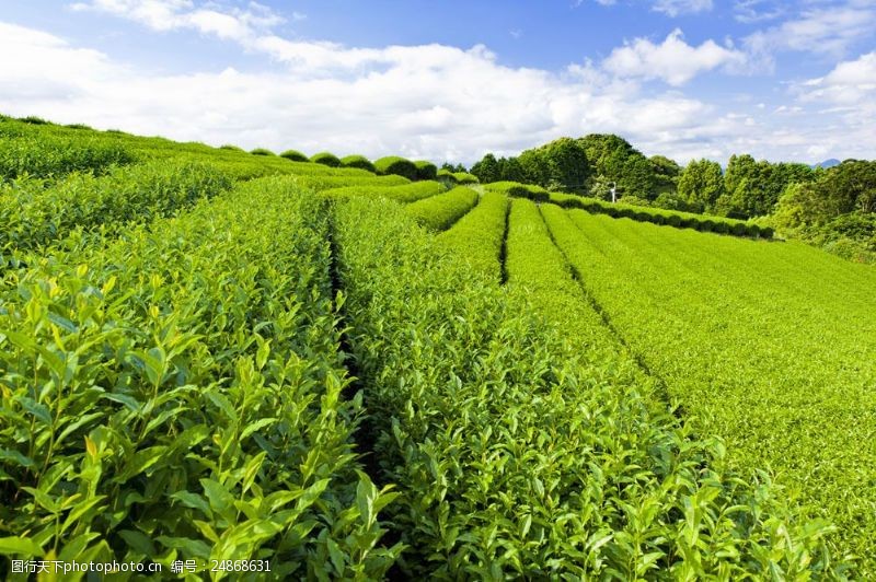春茶图片绿色茶叶园图片