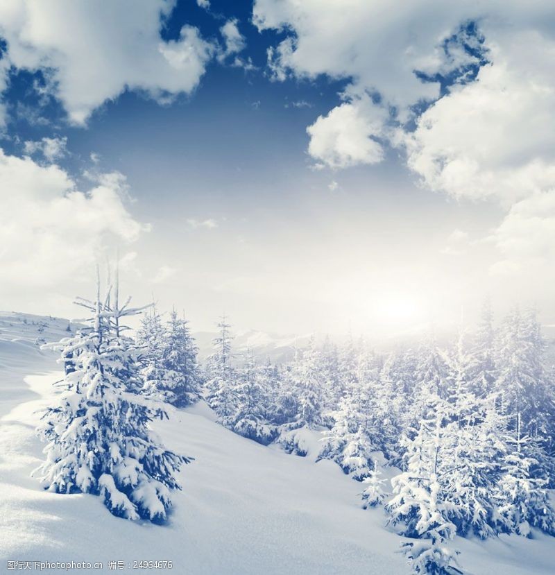 天地盖天空下白雪覆盖的雪地和树林图片