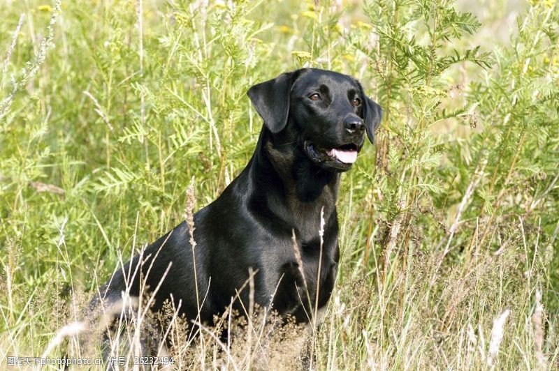 宠物犬名片草丛中的黑狗图片