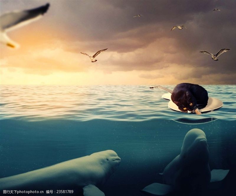 海上黎明猫与白鲸