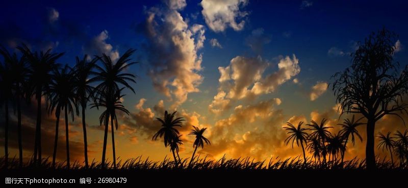 星光家居乌云下的椰子树图片