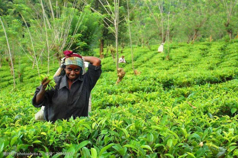 春茶图片采摘茶叶的妇女图片