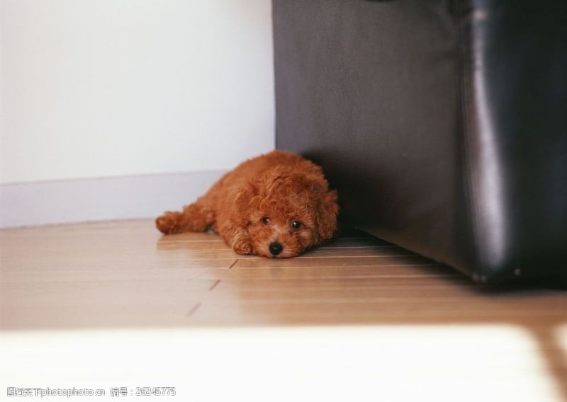 小狗名片趴在沙发旁边的小狗图片