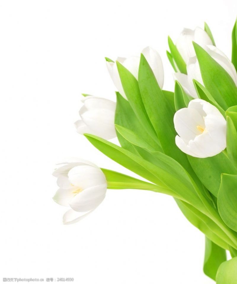 复活草白色郁金香花朵图片