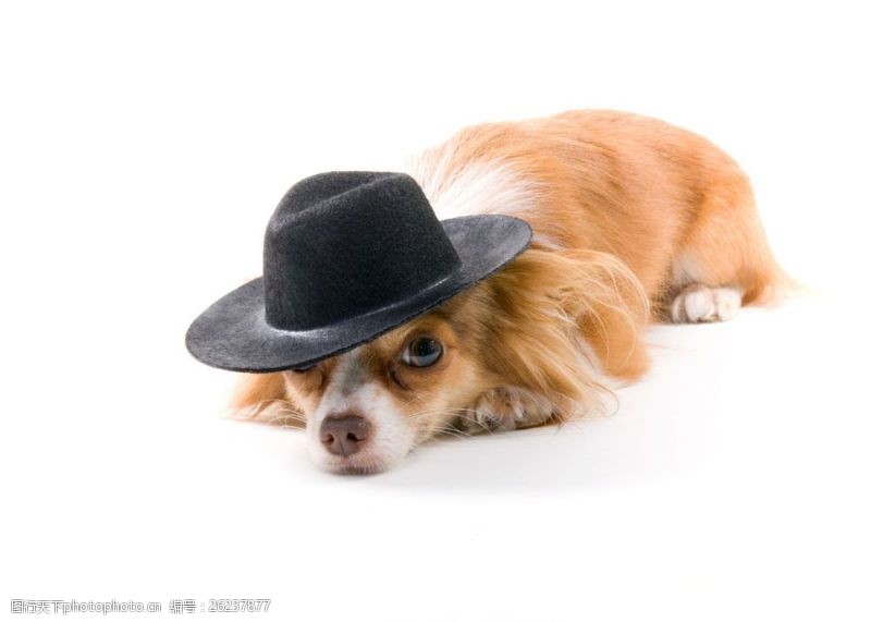 小狗名片戴帽子的可爱小狗图片