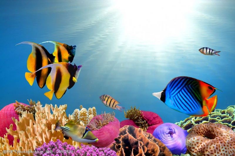 深水鱼海底世界生物鱼类图片