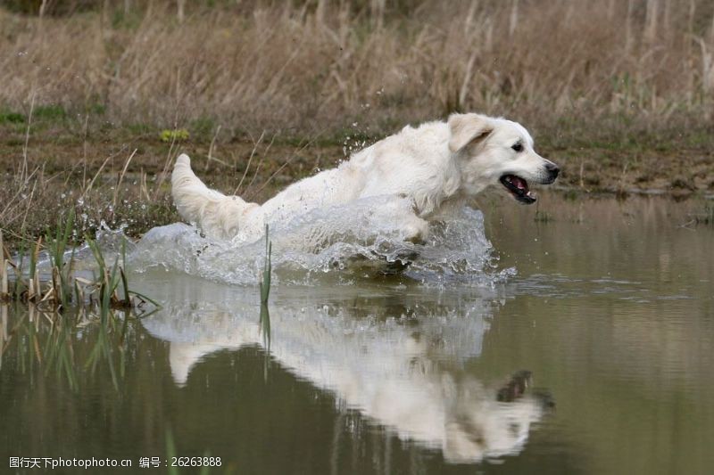 小狗名片水中的狗图片