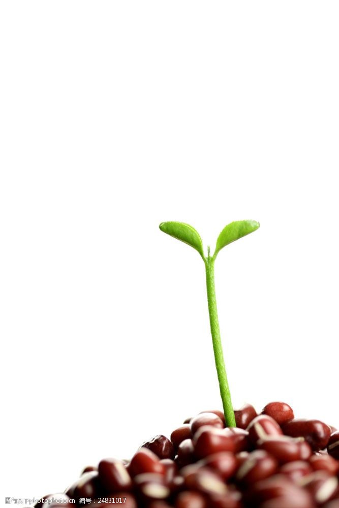 滋润茁状成长的树苗图片