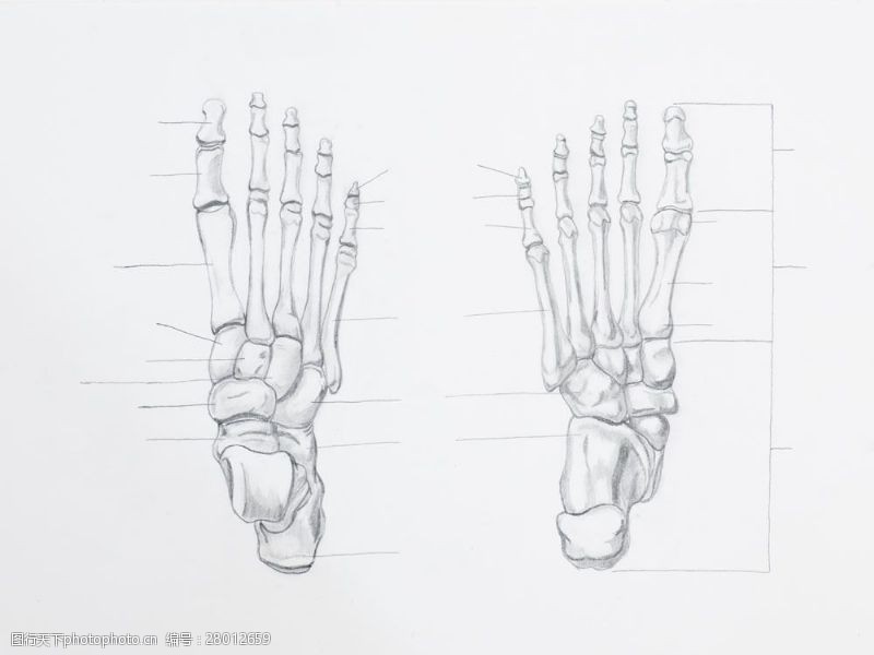 骨骼结构图人体手部骨骼图片