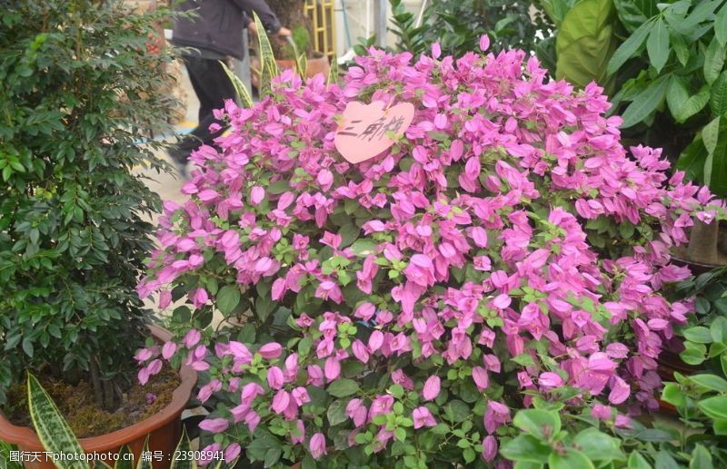 葛花图片免费下载 葛花素材 葛花模板 图行天下素材网