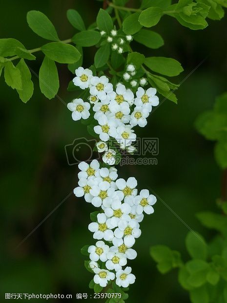 树杈一串白色的花