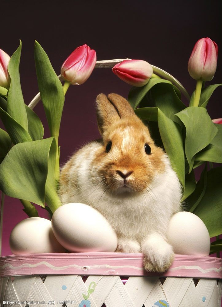 盆子在花盆里的兔子图片