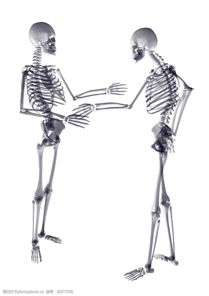 骨骼结构图交谈的骷髅图片