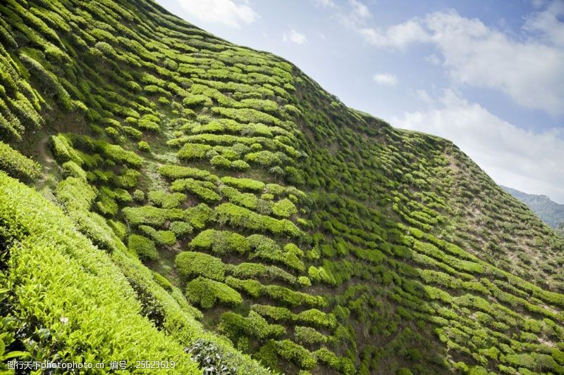 绿色农业山坡上的茶园图片