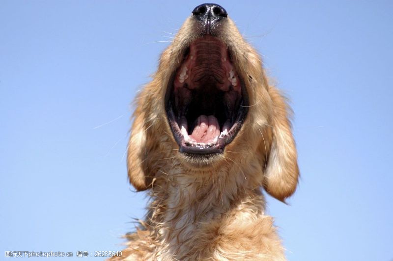 宠物犬名片张嘴咆哮的狗狗图片