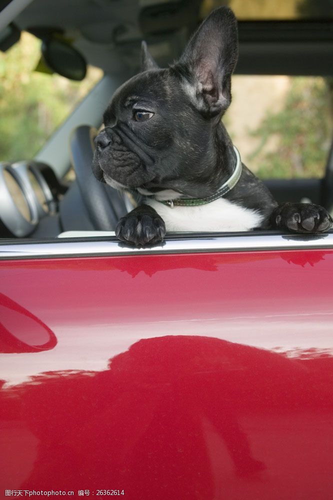 小狗名片轿车里的小狗图片