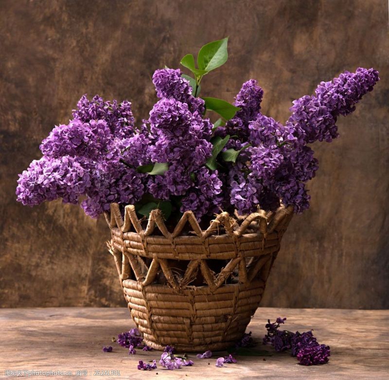 花草盆景娇美的紫色花卉盆景图片