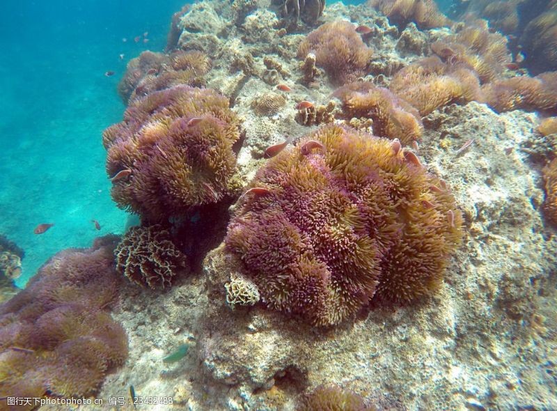 海洋的深度泰国涛岛潜水海底世界小丑鱼