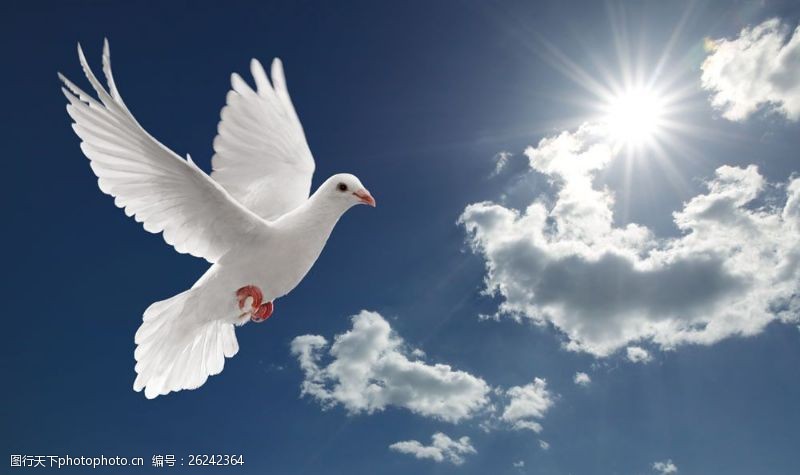 高清白鸽天空中飞翔的鸽子图片