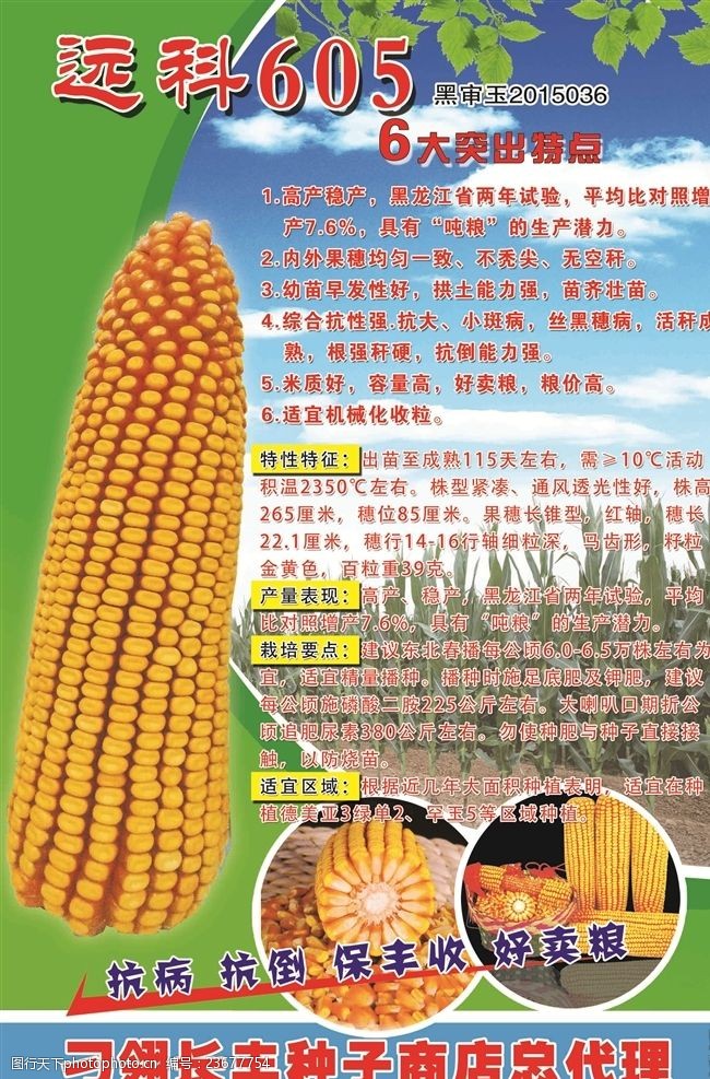 远科605玉米种子