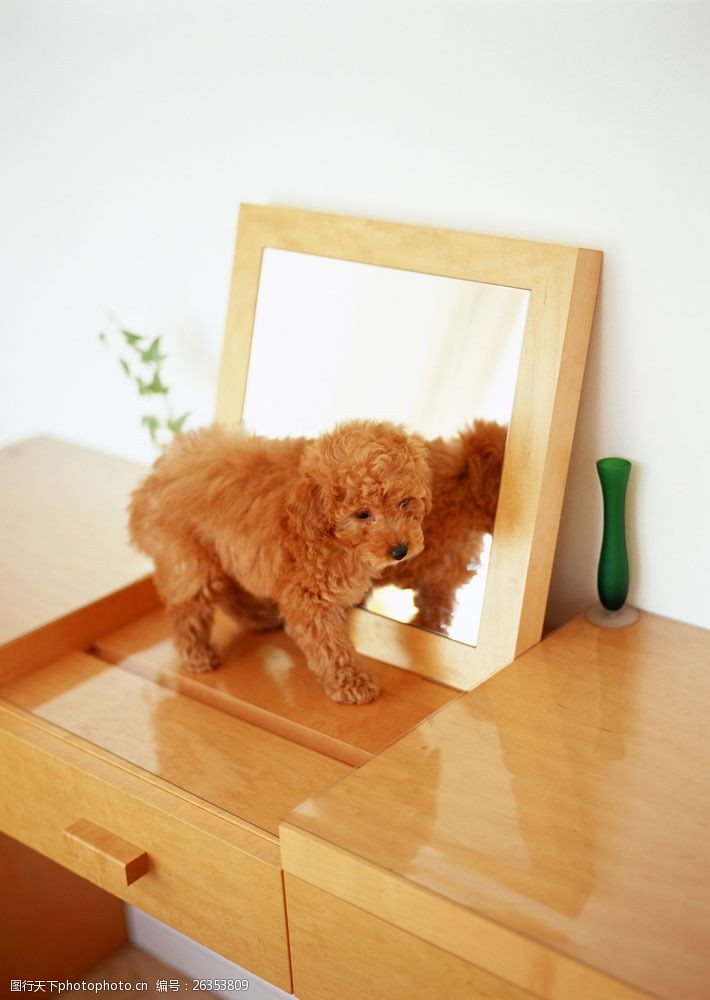 小狗名片在化妆镜前面的小狗图片