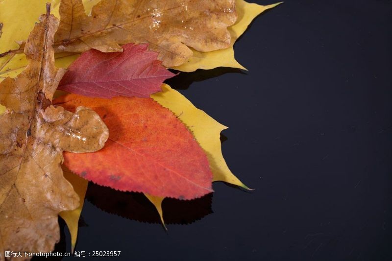 秋天落叶背景图片