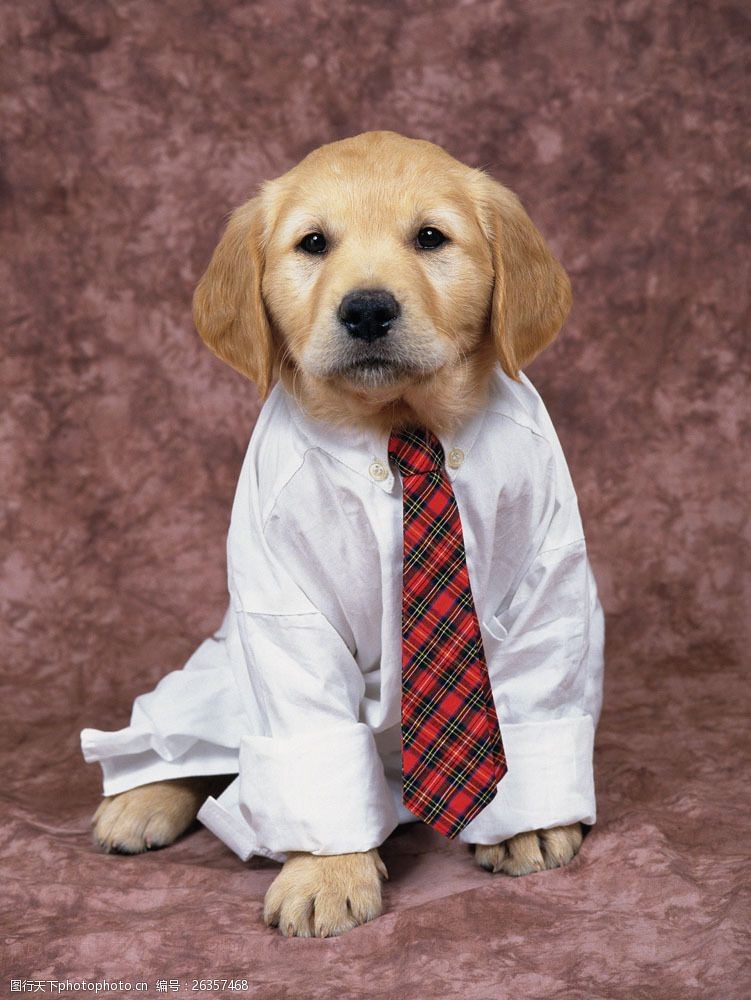 小狗名片穿衣服打领带的小狗图片