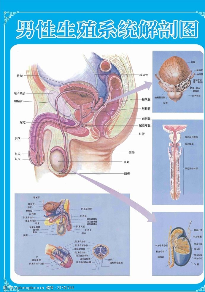 生殖系统图男性生殖系统解剖图
