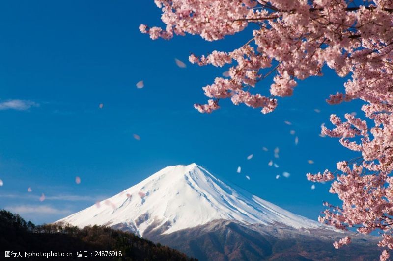 盛开的樱花和富士山图片
