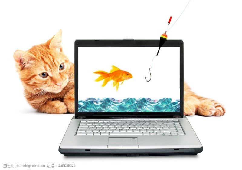 笔记本电脑盯着电脑看的猫咪图片