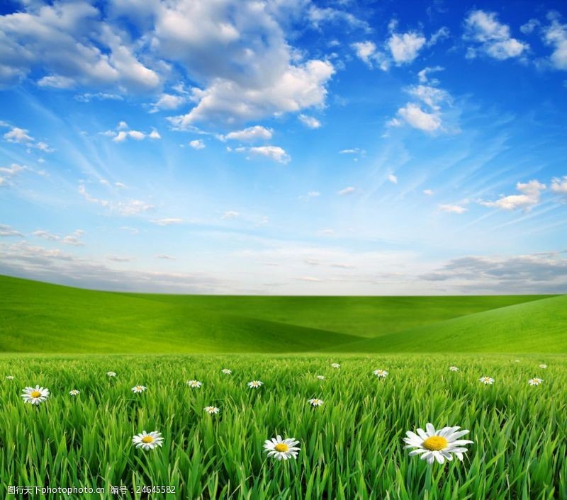 美丽的蓝天绿色草地上的小花图片