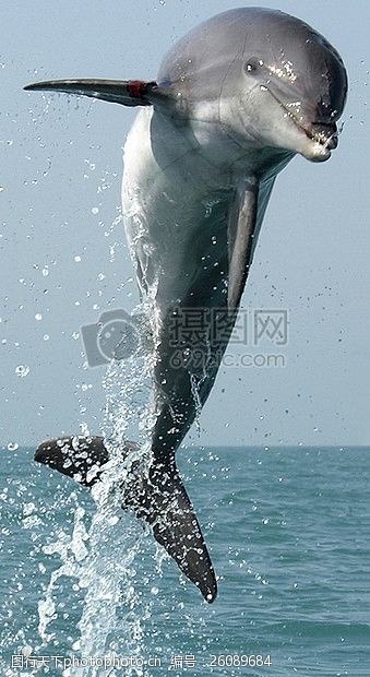 海豚飞跃跃出海面的海豚