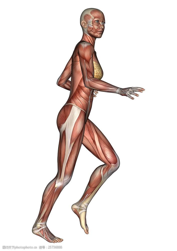 骨骼结构图女性人体肌肉组织图片