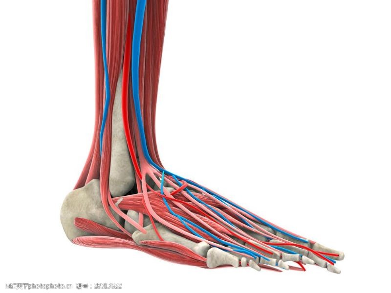 骨骼结构图人体脚部骨骼肌肉图片