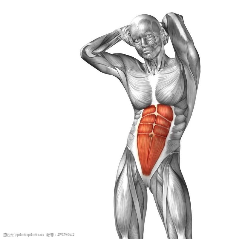 身体器官胃部受伤的人体图片
