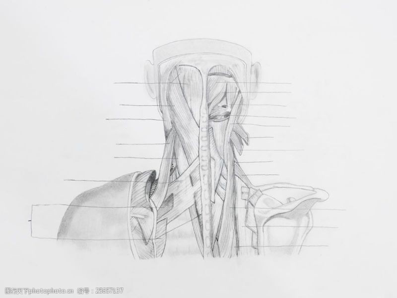 骨骼结构图颈肩部肌肉结构图片