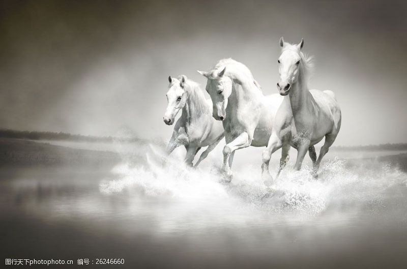 奔跑的马水里飞奔的白色马图片