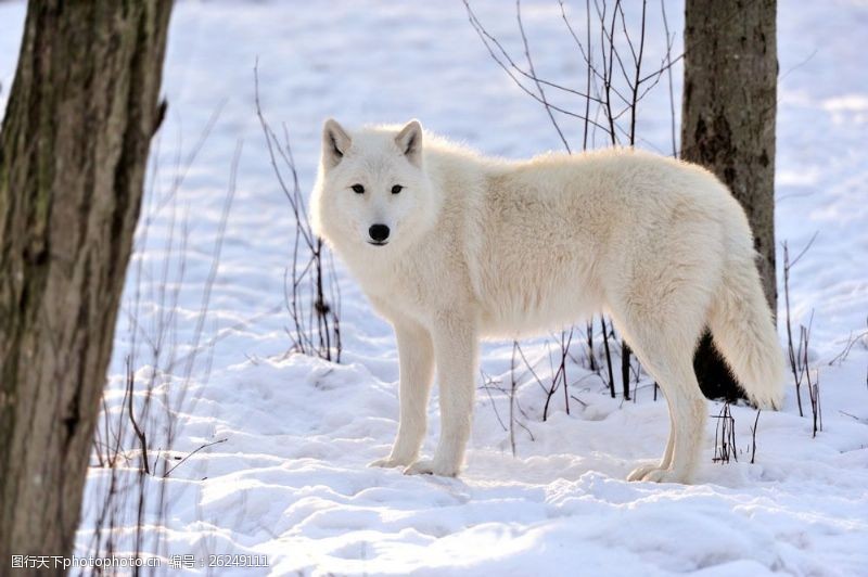 白狼雪地里的白色狼图片