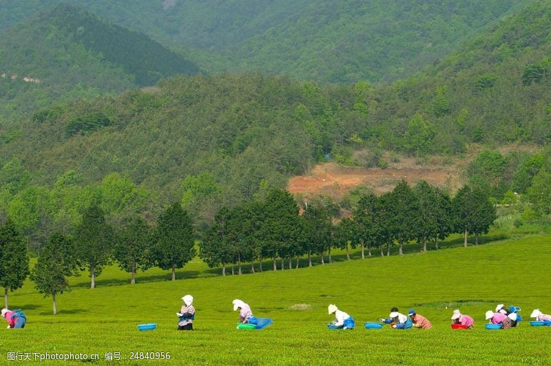 春茶图片在山中茶园劳作的女人素材图片