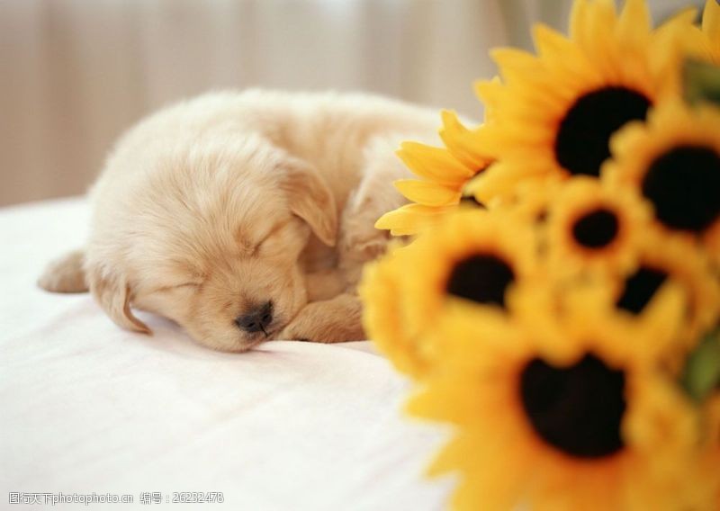 向日葵正在睡觉的可爱小狗狗图片