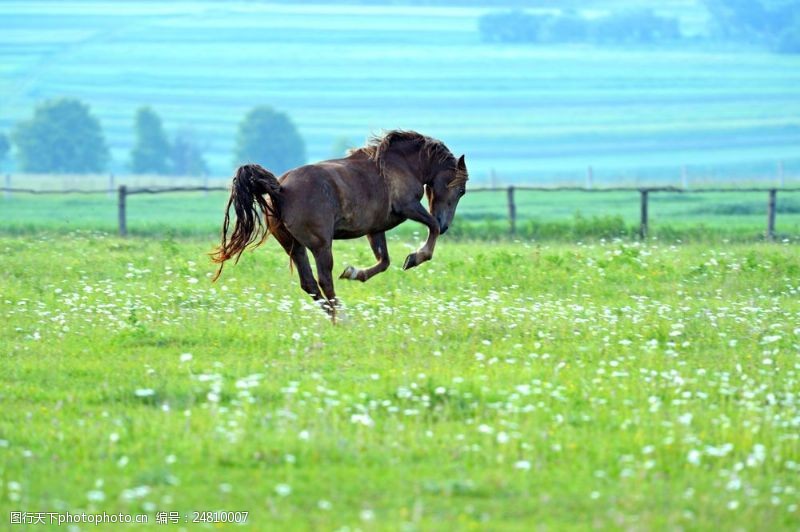 奔跑的马草地奔跑的骏马图片