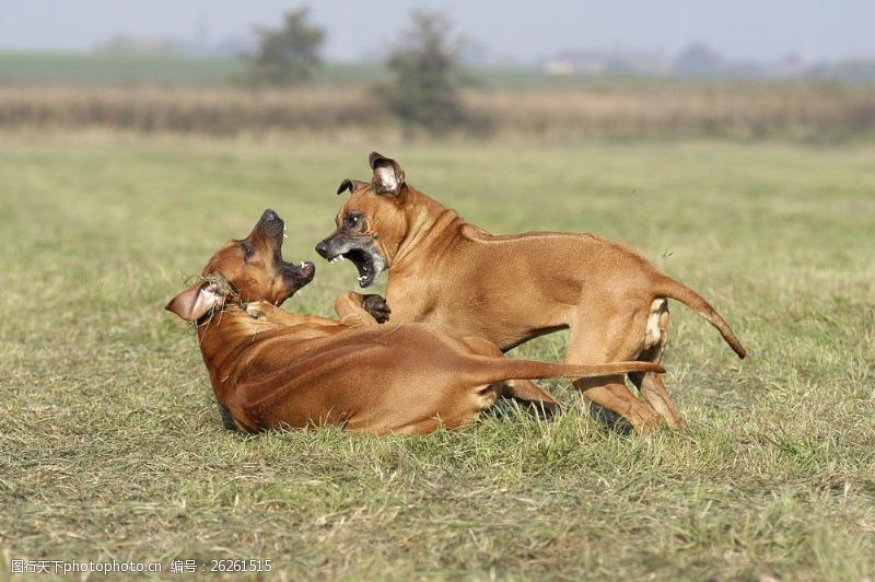 草地上吵架的两只狗图片