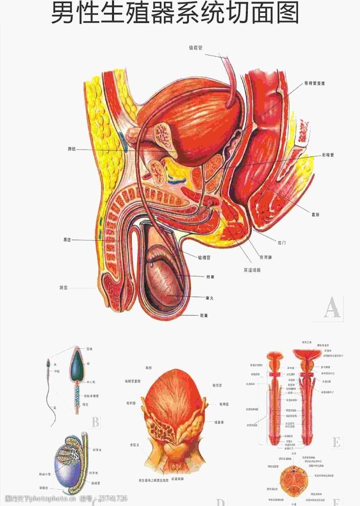 生殖系统图男性生殖系统