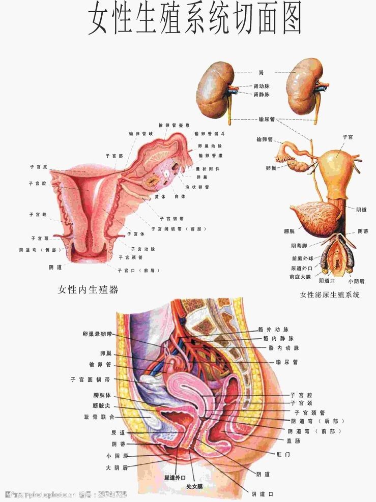 生殖系统图女性生殖系统