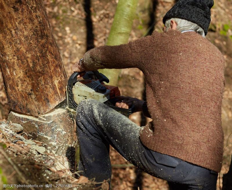 伐木正在锯木头的工人图片